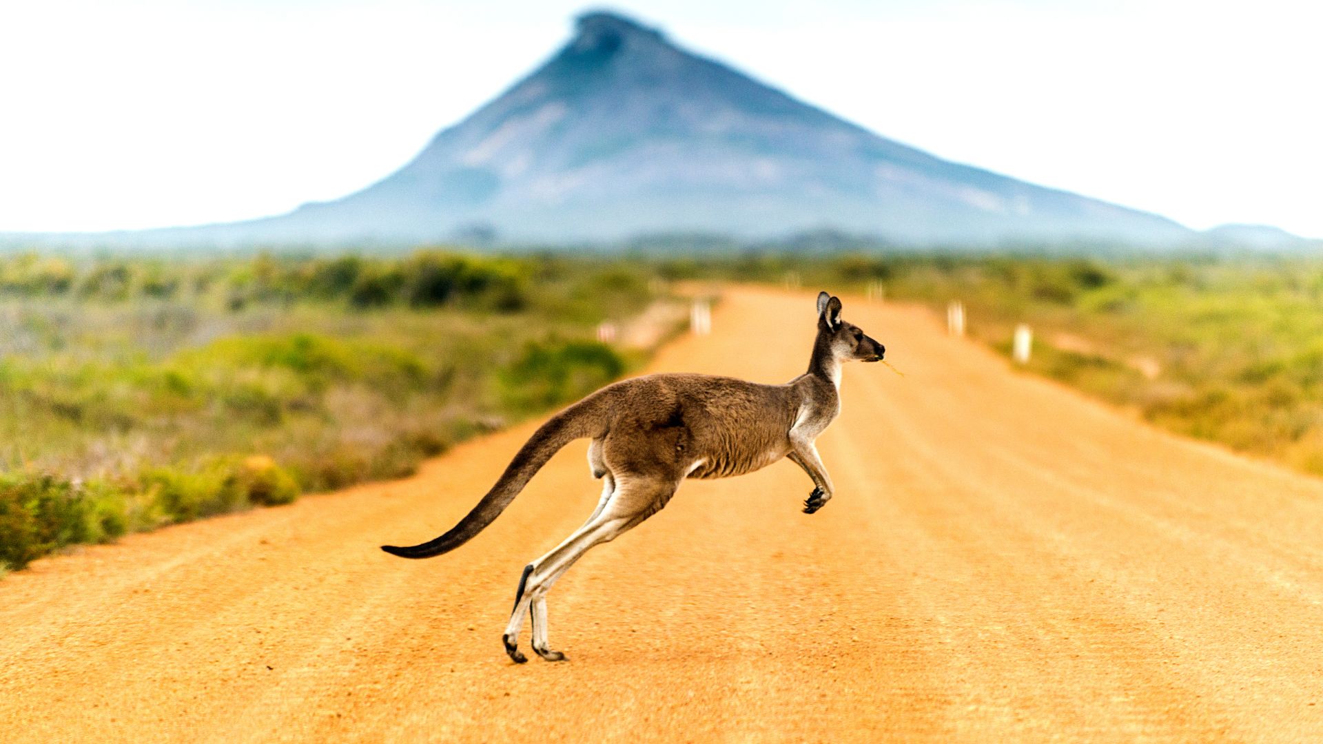 10 curiosità sull’Australia, molto più che la “terra dei canguri”